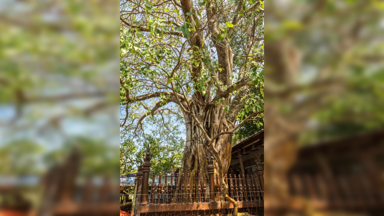 Rules regarding worshipping Peepal Tree