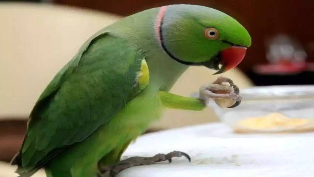 what is parrot fever what are symptoms of parrot fever in marathi.