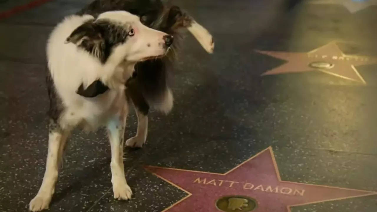 Oscars 2024: Messi From Anatomy Of A Fall Pees On Matt Damon's Hollywood Walk Of Fame Star