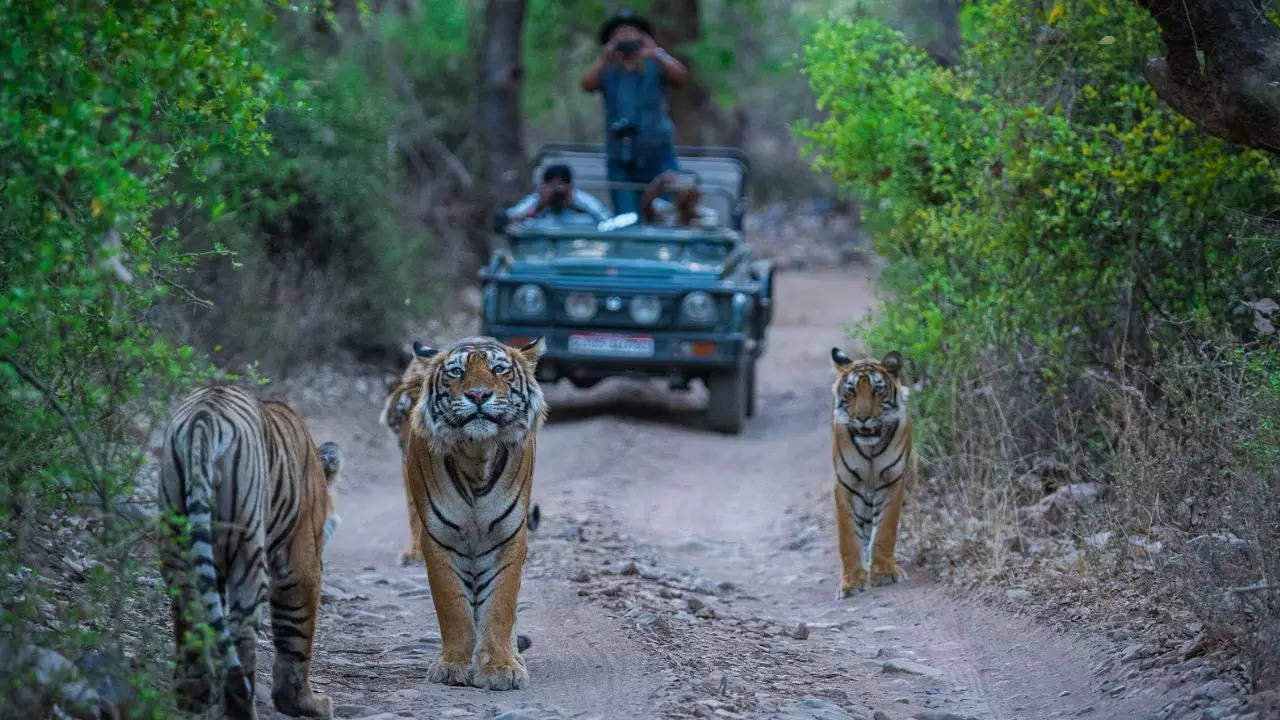 Best Stays in Jim Corbett National Park: Top Retreats for an Unforgettable  Wildlife Experience | Travelogues News, Times Now