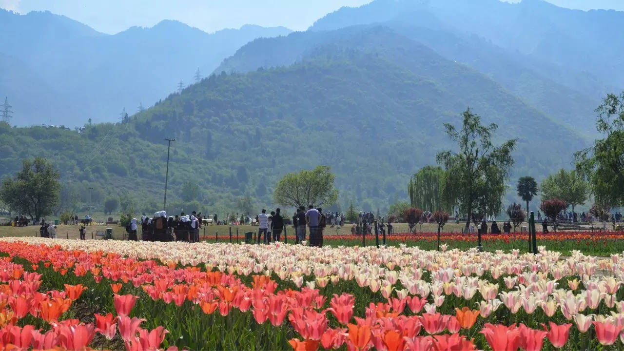 Srinagar's Indira Gandhi Memorial Tulip Garden will open on March 23. Credit: Canva