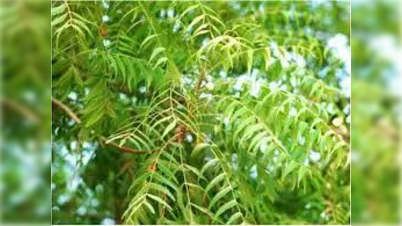 Spiritual and medicinal value of Neem tree in Chaitra month