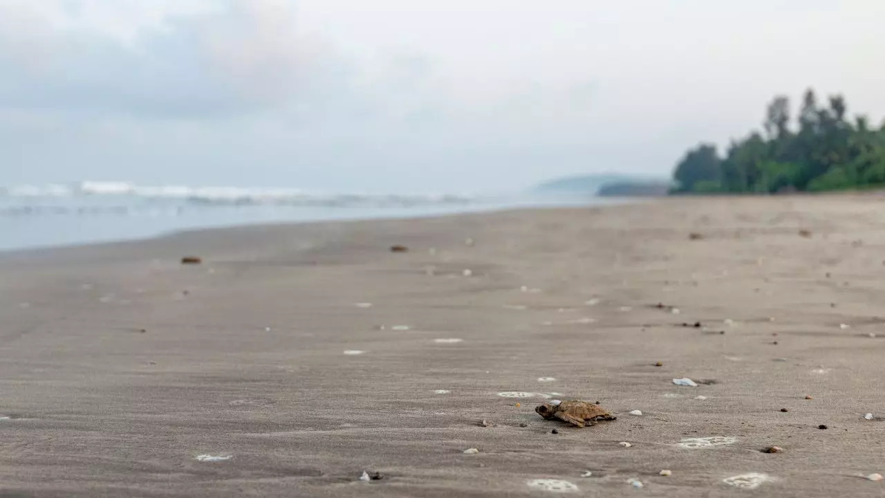 An Olive Ridley Turtle on Anjarle Beach. Credit: Canva