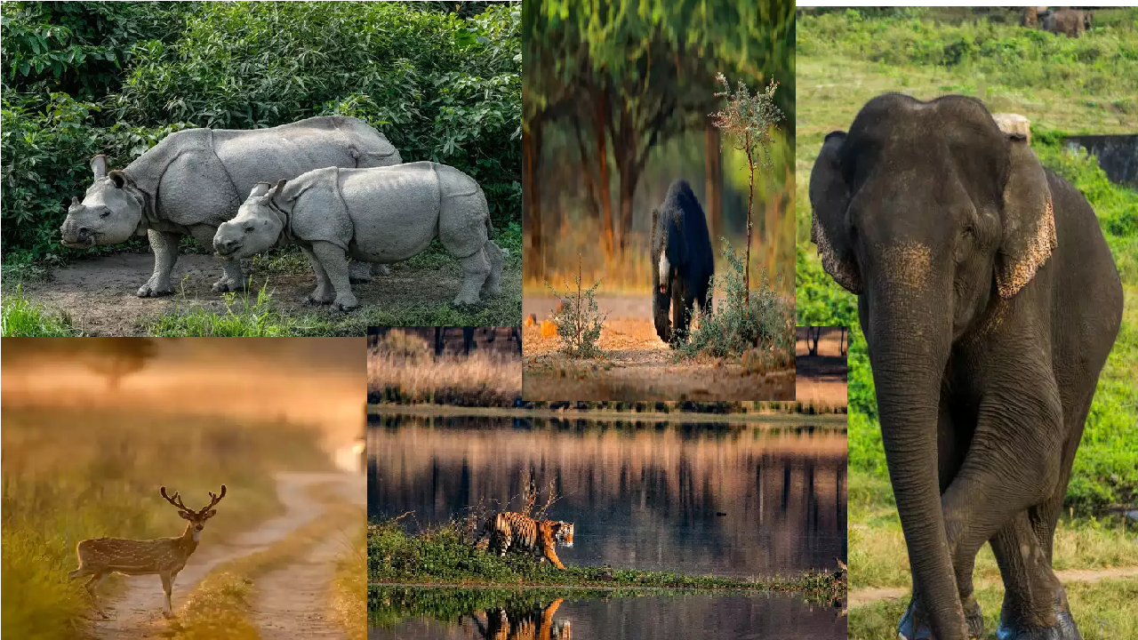 indian national park animals