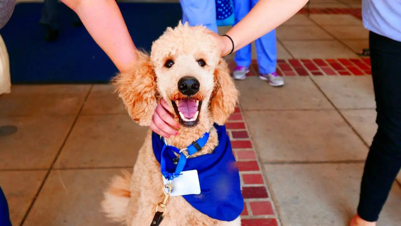 Therapy dogs are helping passengers at Istanbul Airport to cope with jitters. Credit: Canva (representative image)