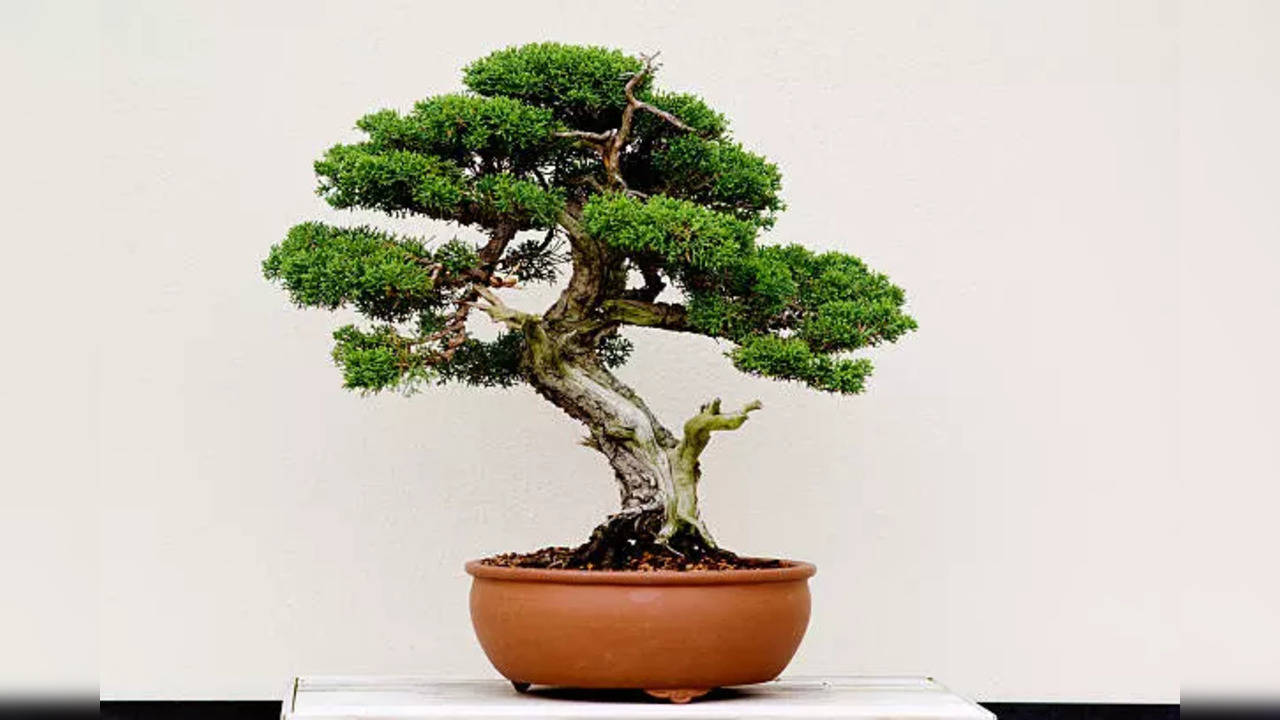 Vastu Tips for decorating house with a Bonsai Tree