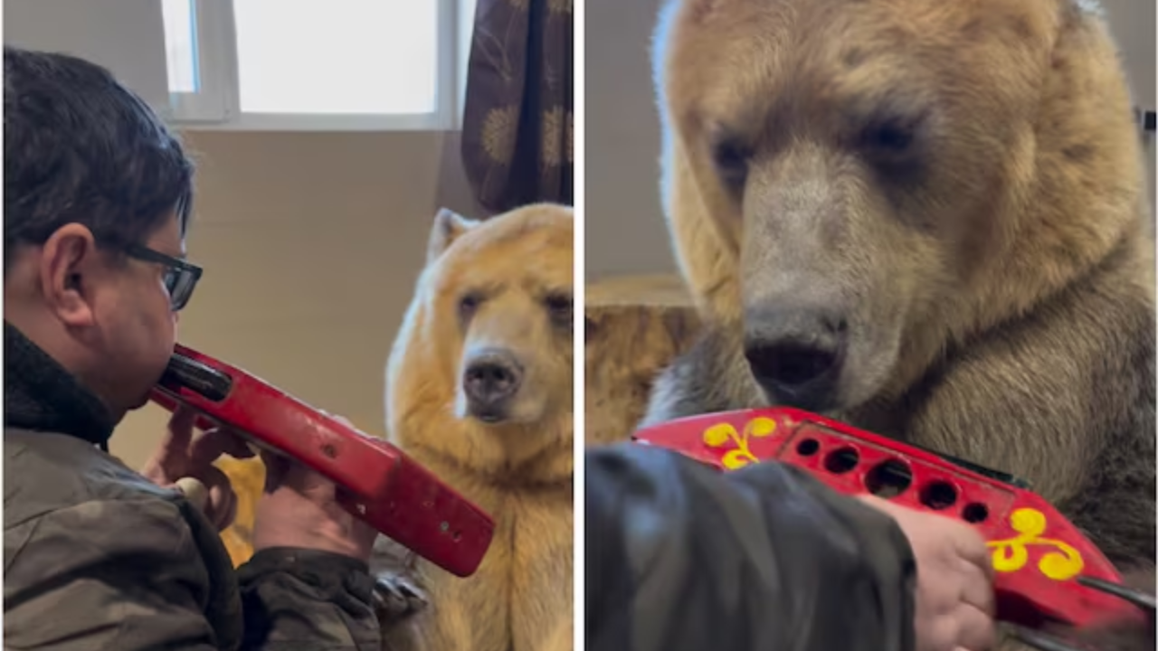 This Viral Video Of Bear Learning How To Play Harmonica From Russian Man  Will You Jaw-Dropped. Watch | Viral News - Times Now