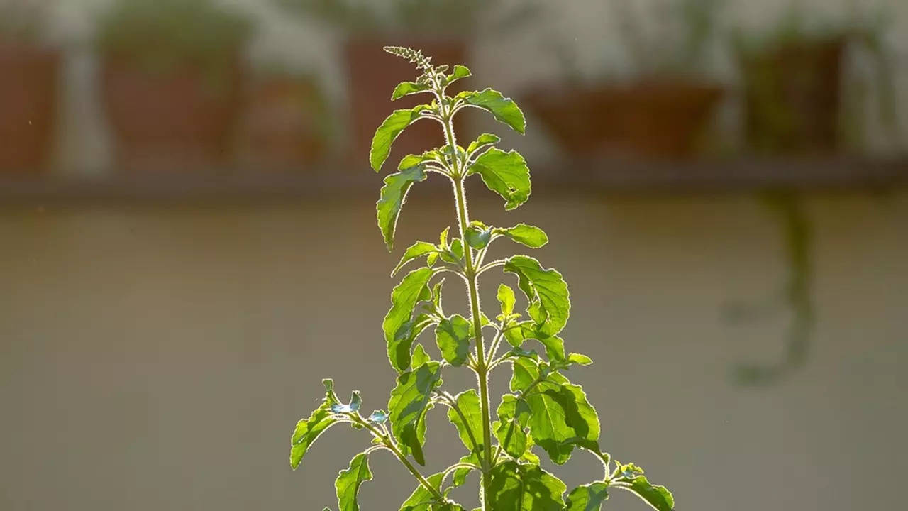 Tulsi Care Tips in Summer (Photo: Pixabay)