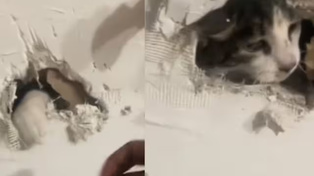 Viral Video: Woman Rescues Her Cat Trapped Inside Wall Of New House. Watch