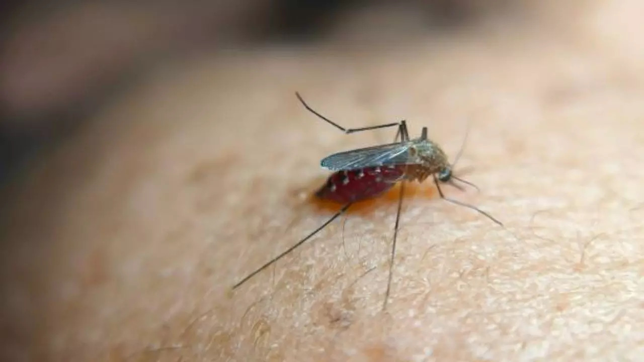 Kenya's Malaria Battle Intensifies With Emergence Of Deadly Mosquito Species