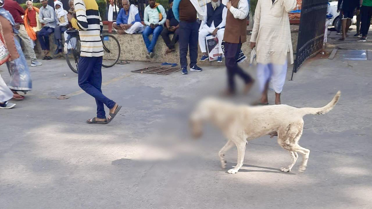 Dog roaming with amputated limb in mouth in Lucknow