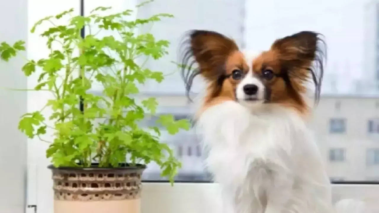 pet friendly indoor plants