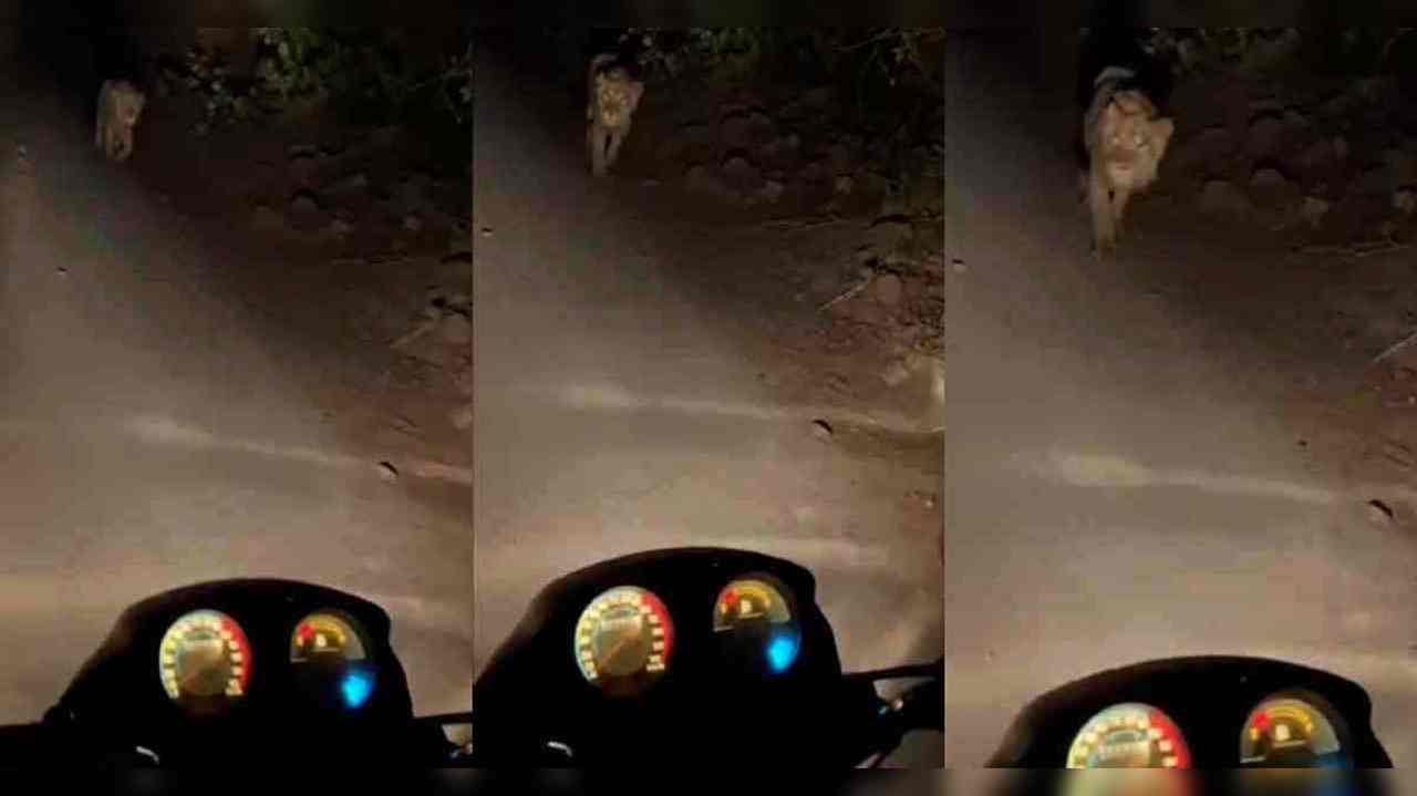 Viral Video: Biker Freezes as Lion Approaches in Dark Forest, Watch What Happens Next