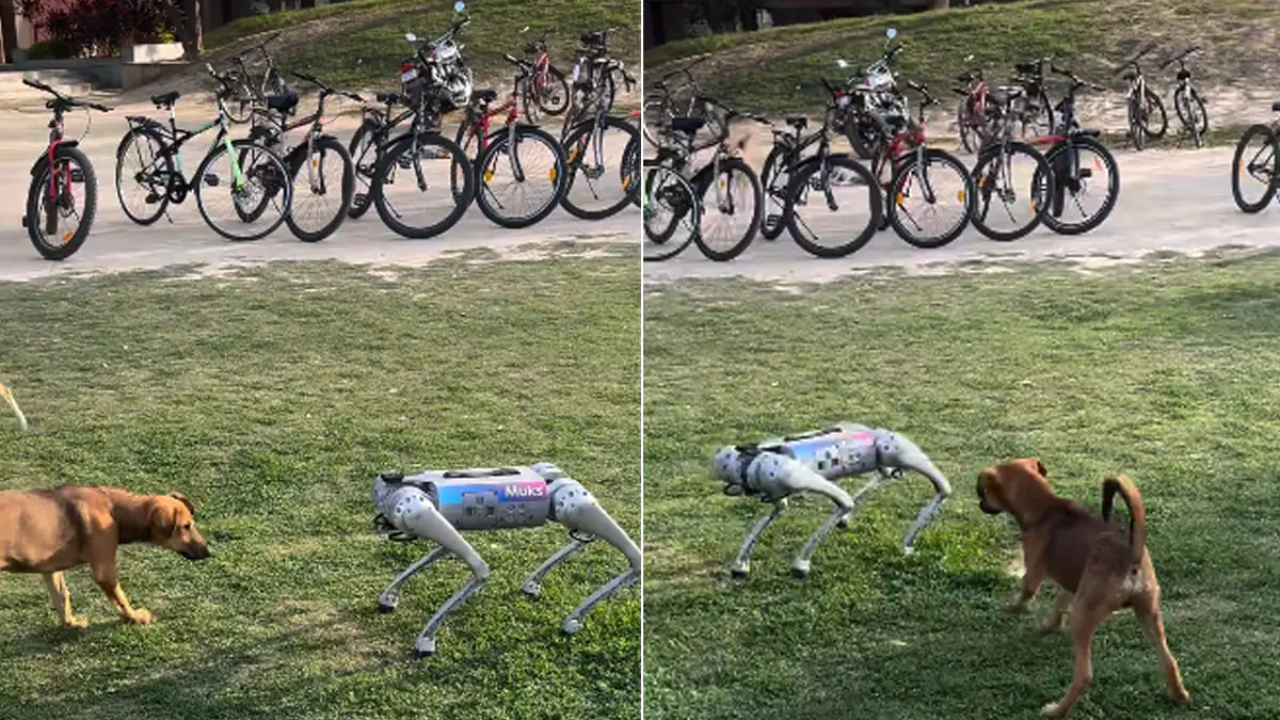 Robotic Dog Meets Real Dog at IIT Kanpur, Video Of Delightful Encounter Goes Viral