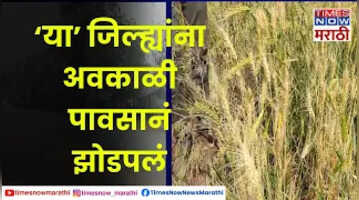 Unseasonal Rainअवकाळी पावसानं झोडपलं; गोंदियात गारपीट; गहू मका मिरची भात पिकाचं मोठं नुकसान