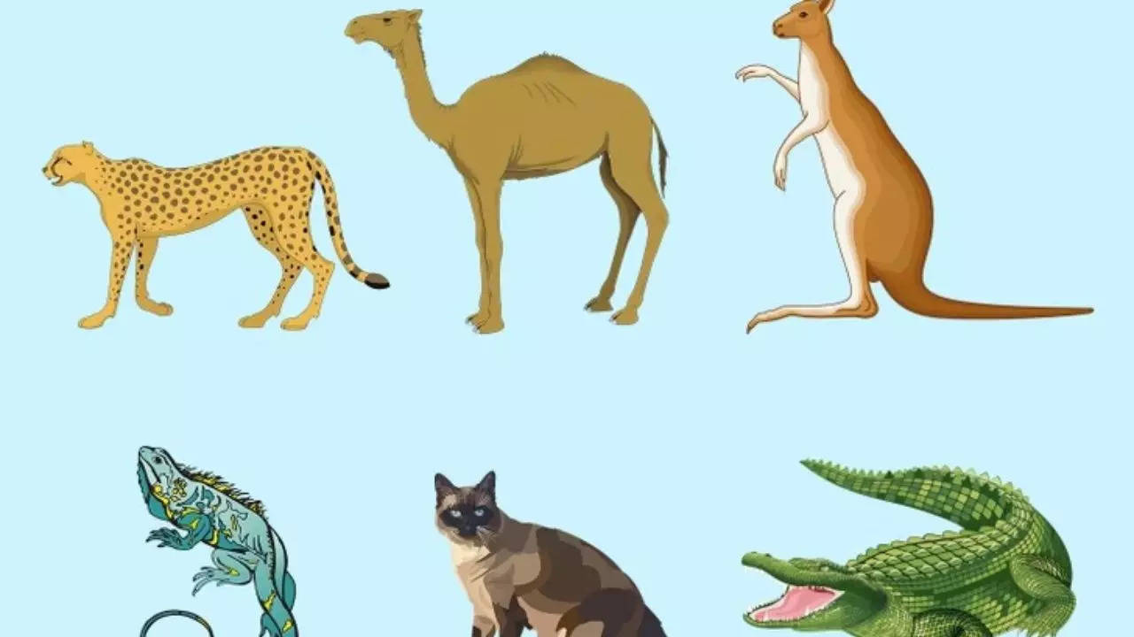 IQ Test: Can You  Spot The Odd Animal In The Picture In 9 Seconds?