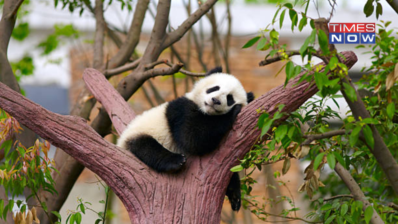 China Working To Send Pandas To The US To Improve Ties | All About Panda Diplomacy