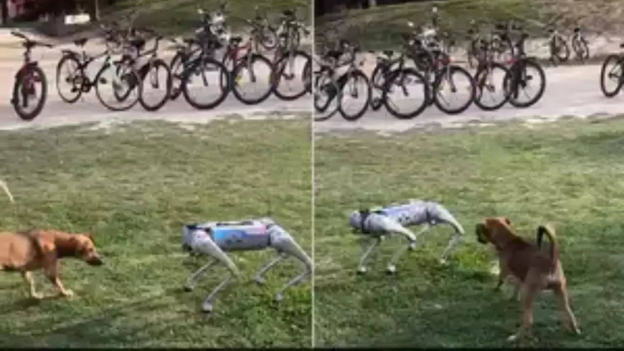 robotic dog viral video