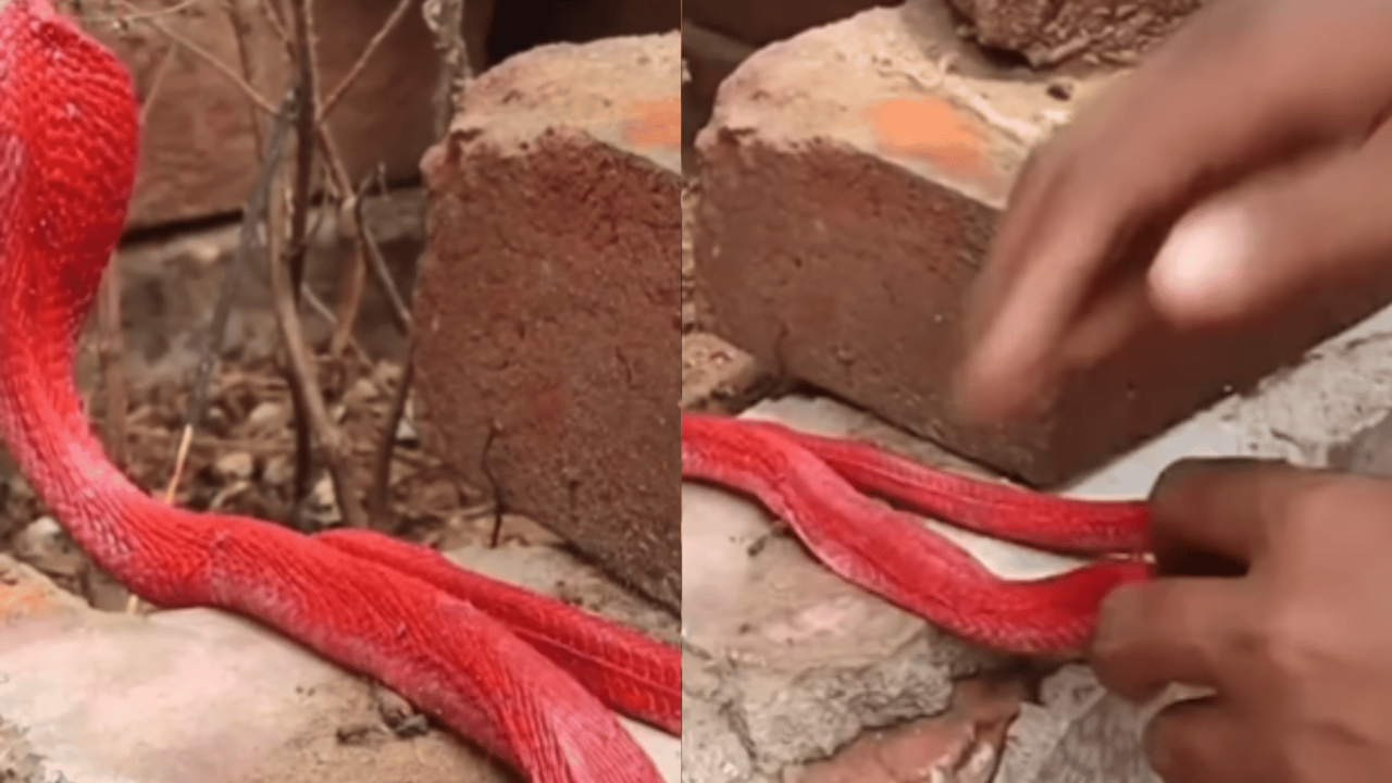 Real Or Fake? Viral Video Of Man Rescuing ‘Red Spitting Cobra’ Ignites Confusion & Debate. Watch