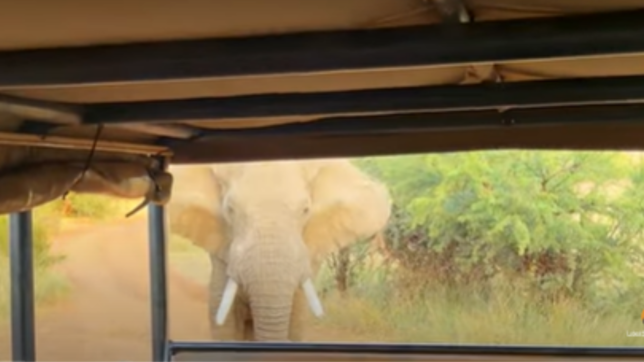 Watch: Elephant Comes Dangerously Close To Safari