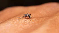 Dengue Malaria Warning Issued For Travellers Heading To Asia