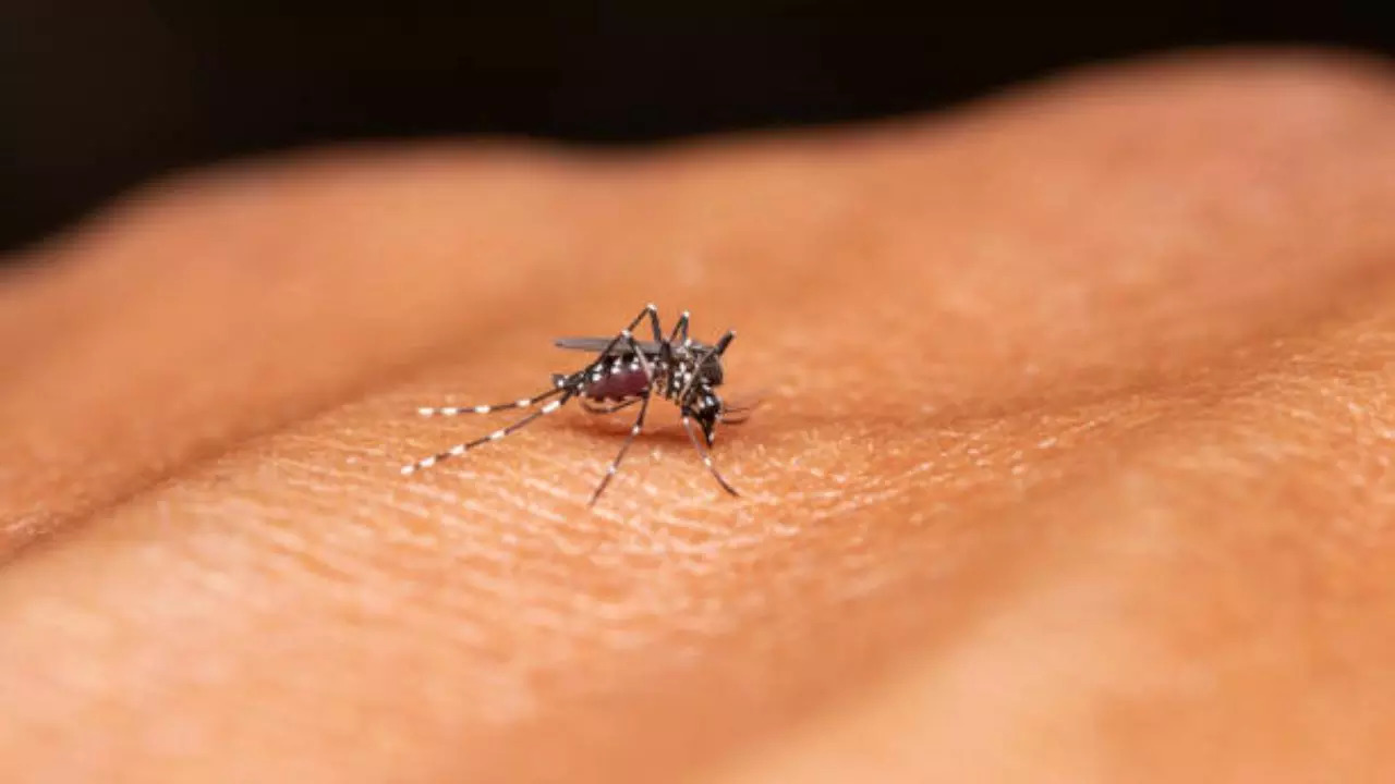 Dengue And Malaria Mosquito Warning Issued For Travellers Heading To Asia
