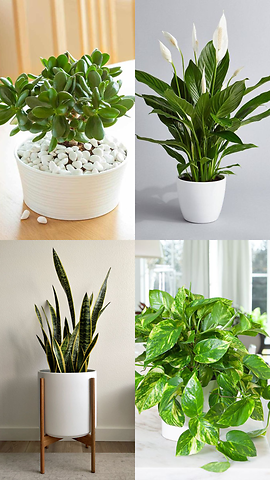 10 Best Indoor Plants To Keep Negative Energy Away From Your Home