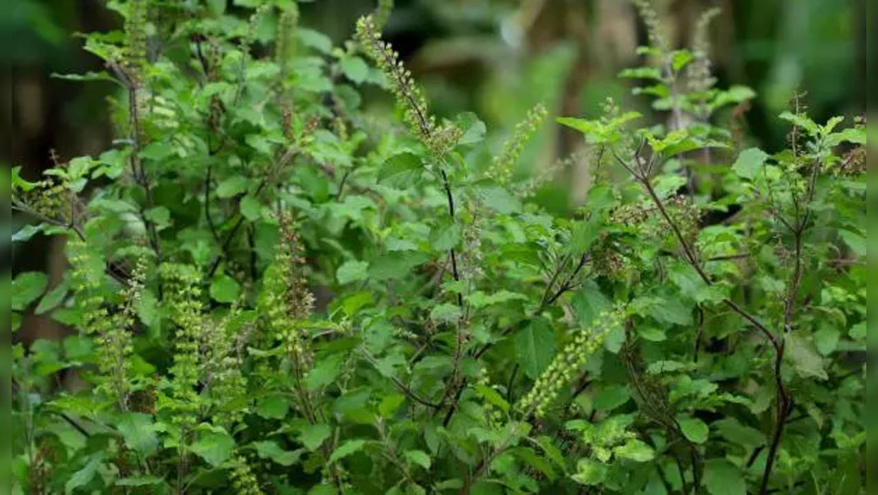 Dying Tulsi plant and its meaning