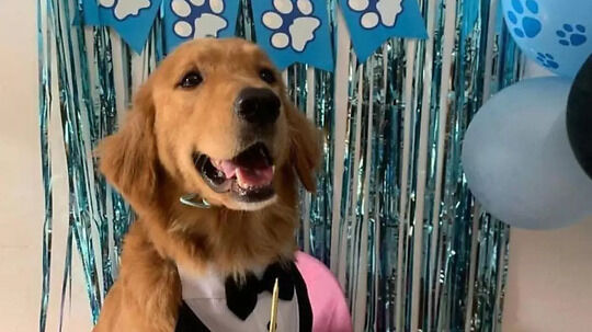 Justice For Killua Golden Retrievers Brutal Killing Sparks Outrage