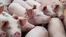 First Pig Kidney Transplant In A Person Know What It Means
