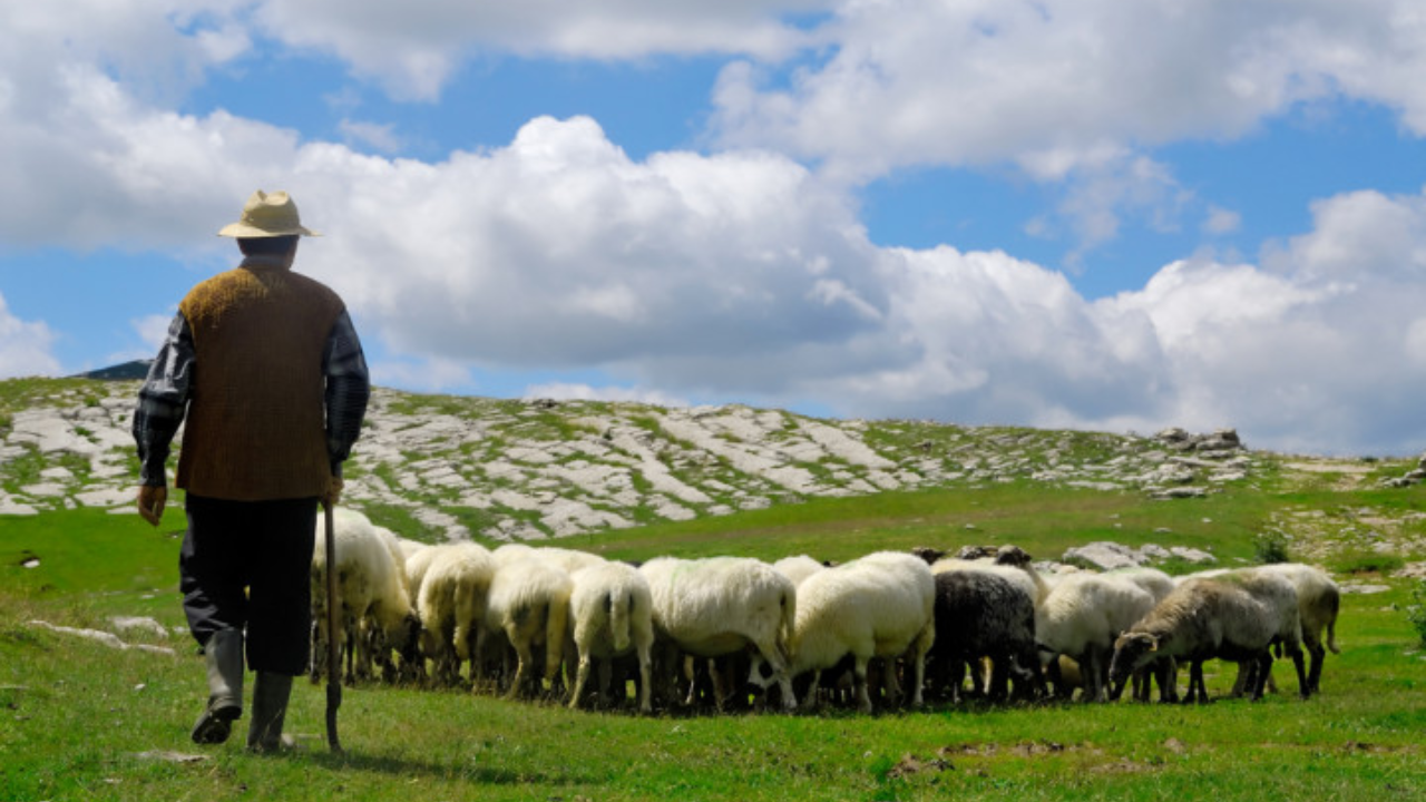 sheep shepherd 