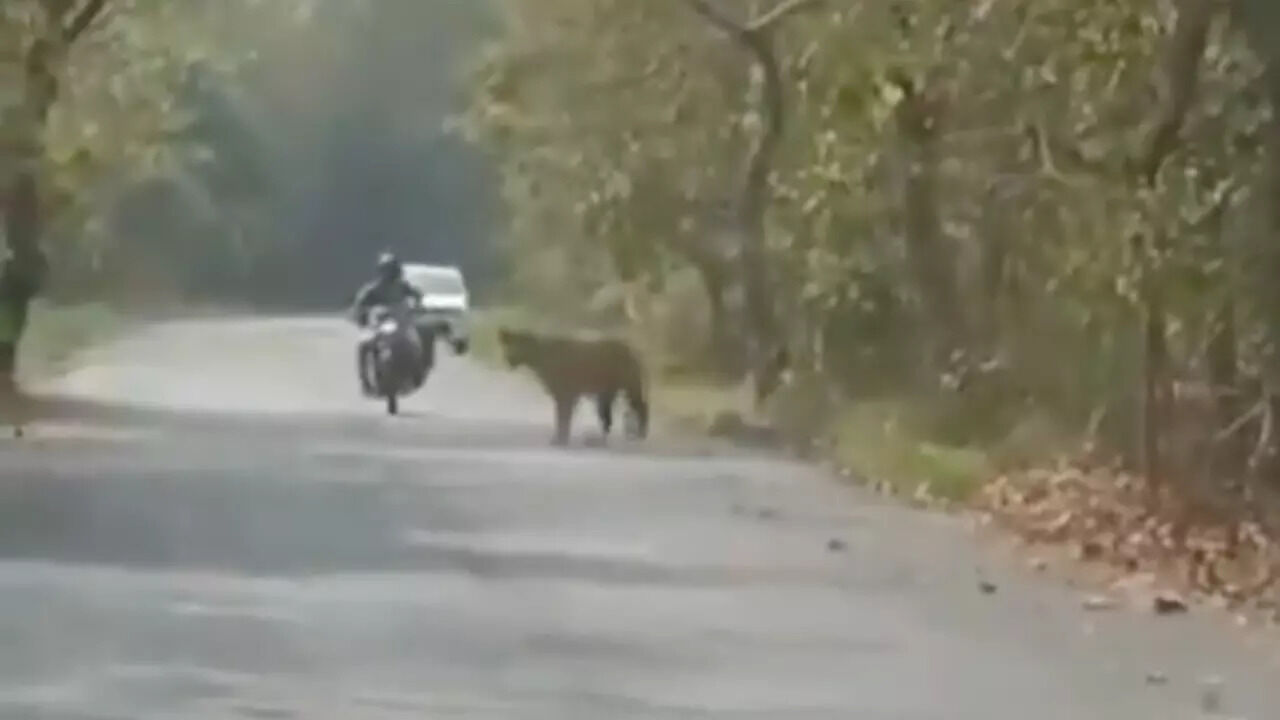 Tiger Crossing Forest Road Encounters Unfazed Bike Riders in ...
