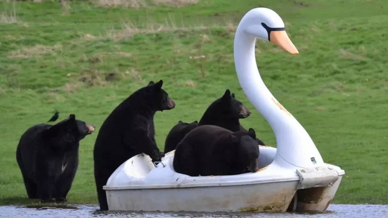 A sleuth of American black bears rides a swan paddle boat. | Image courtesy: Woburn Safari Park