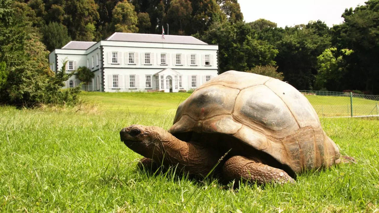 Jonathan the 192-year-old tortoise in St Helena. Credit: iStock