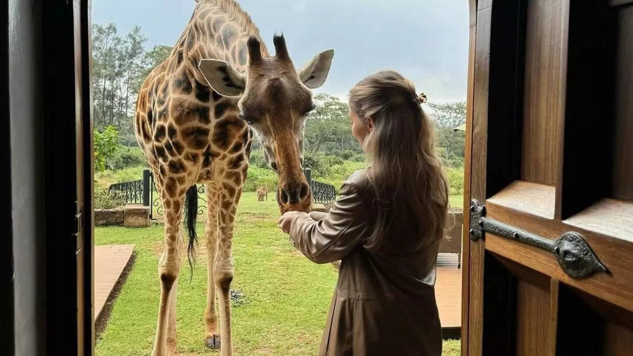 Dine with giraffes at this hotel in Kenya. Credit: Instagram/thegiraffemanor