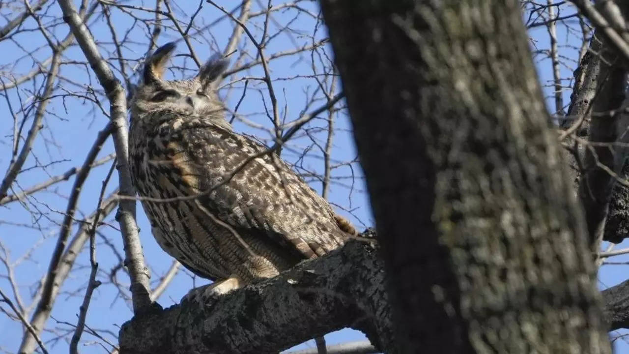 New York City's Celebrity Owl Flaco