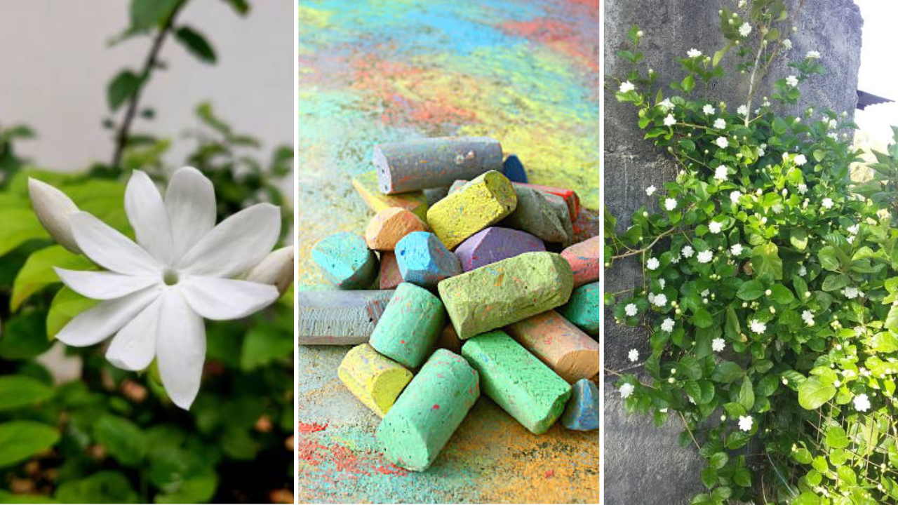 gardening tips use chalk to grow more flowers on mogra's plant