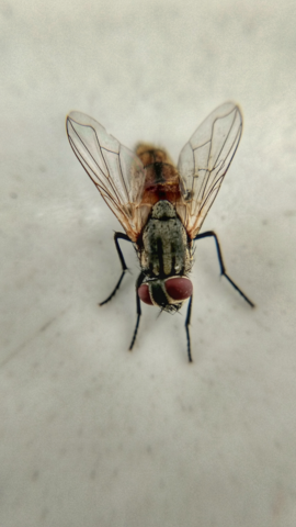 10 Simple Ways To Get Rid Of Flies