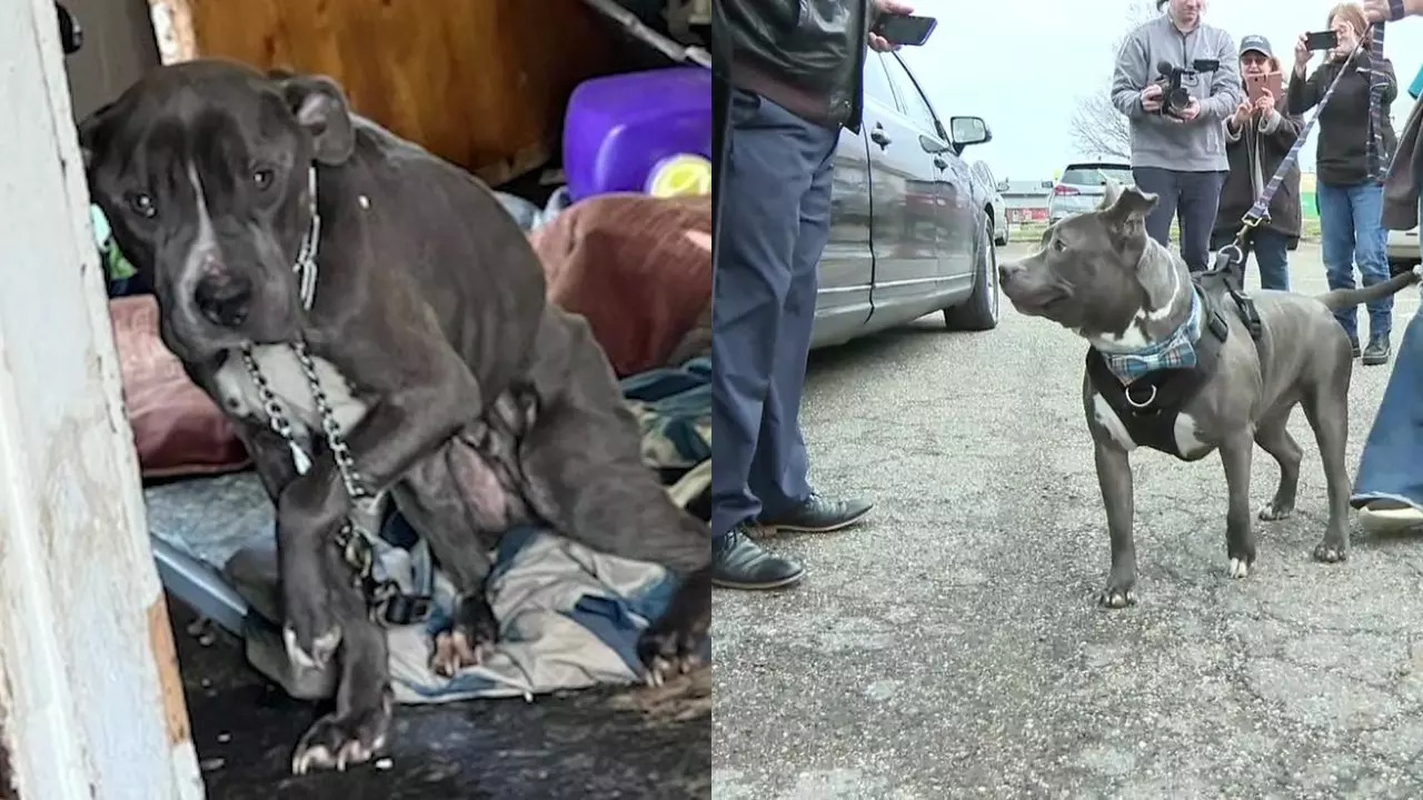 Chester when he was found (left) vs during his Limousine pickup (right). | WJW Photo