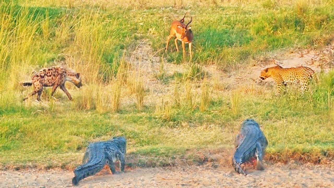 Viral Video: Impala Takes on Leopard, Hyenas, and Crocodiles in Epic Battle. Watch