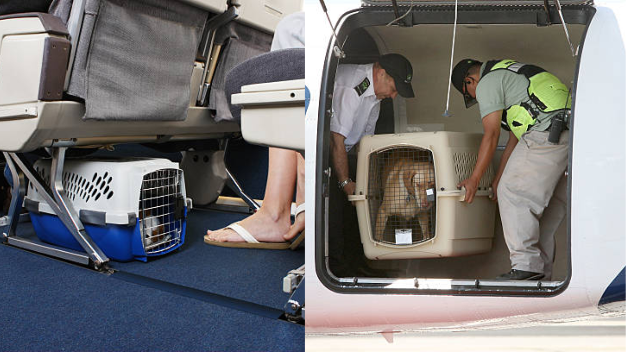 Pets in Plane, Pet Policy, American Airlines, Pet In Airplane, Pet