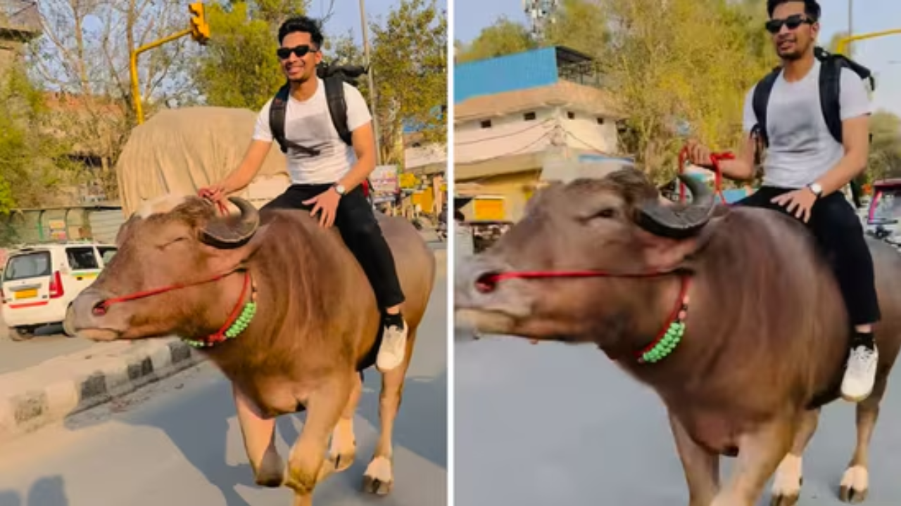 Viral Video: Man's Bull Riding Stunt On Busy Road in Haryana Breaks Internet With 41M Views