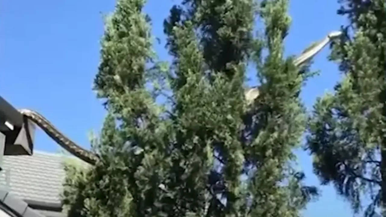 A 16-foot carpet python spotted in Queensland, Australia. | Courtesy: @AMAZlNGNATURE/X