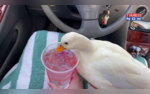 Munchkin The Dunkin Duck Dies Owner Shares Heartfelt Video