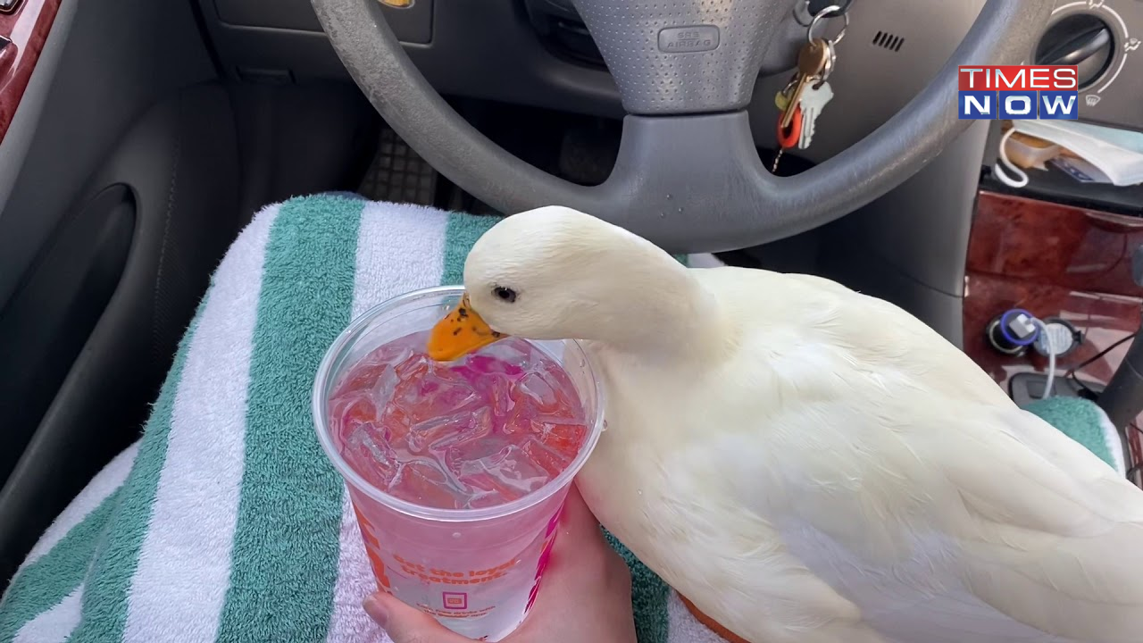 Munchkin The 'Dunkin Duck' Dies, Owner Shares Heartfelt Video