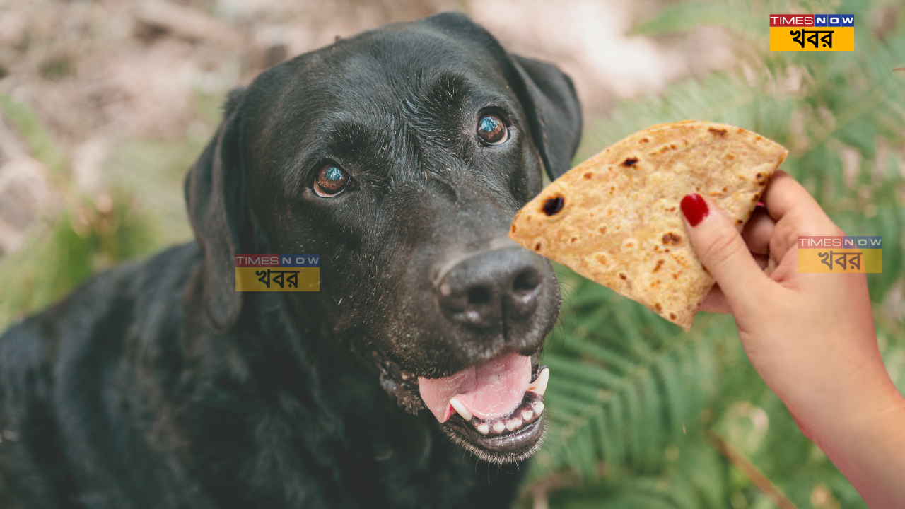 Black Dog Feeding roti according to astrology and vastu shastra (1)