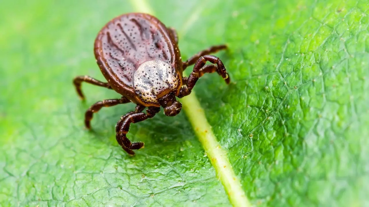 Lyme disease UK