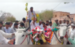 Chunav Abhiyan On Bailgadi RLP Presidents Lok Sabha Campaign On Bullock Cart In Rajasthan  WATCH