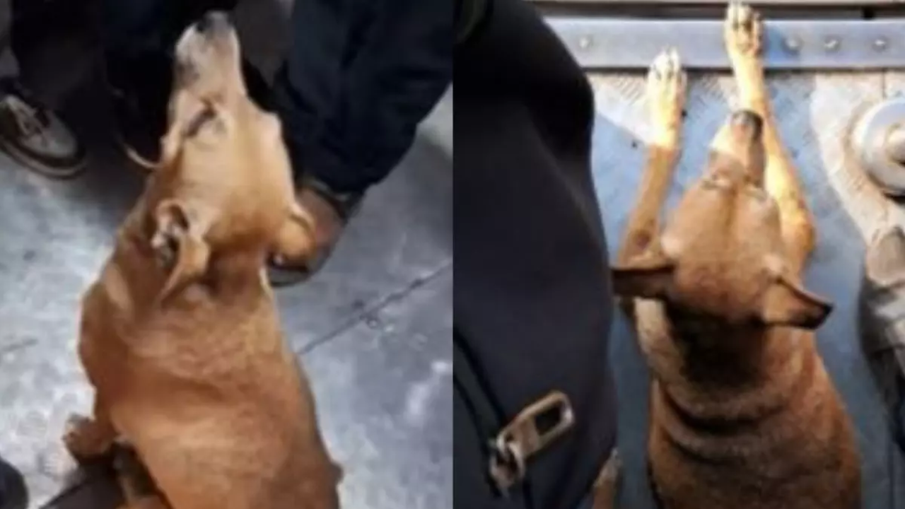 Viral Video: 8 Years On, Stray Dog Enjoys His Daily Ride on Mumbai Local. Watch