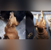 Viral Video 8 Years On Stray Dog Enjoys His Daily Ride on Mumbai Local Watch